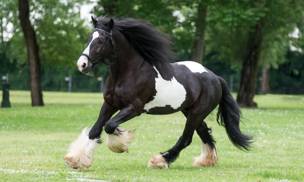 Gypsy Vanner x Friesian Horses